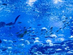 -海合安天津极地海洋公园