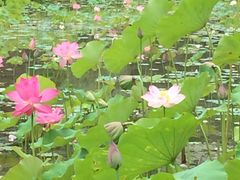 -贵阳市花溪国家城市湿地公园