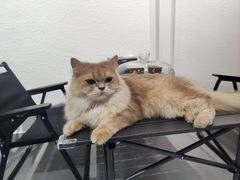 -琪喵猫屋·撸猫猫咖·猫舍