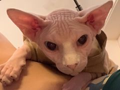 -70cat德文卷毛猫·缅因猫纯种猫舍
