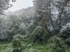 -铁山坪森林公园