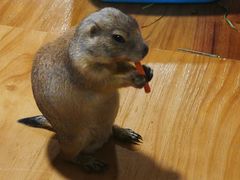 -藦茜花园宠物主题亲子互动体验馆(国顺东路店)