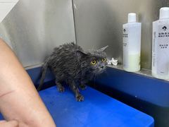 -瑞派动物医院·猫专科·至诚(江南中分院)