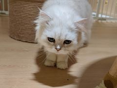 -猫腻·猫咖·撸猫馆(星光大道店)