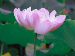 -陈家山荷花公园