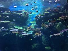 -暹罗海洋世界