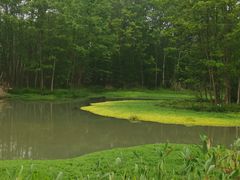 -桤木河湿地公园