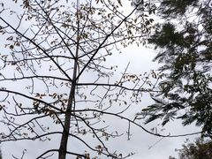 -丹樱生态园