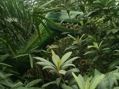 -呀路古热带植物园-恐龙馆