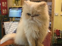 -猫色咖啡·猫咖