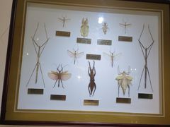 -上海昆虫博物馆