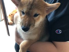 -柴犬高等学院·狗咖·柴犬售卖·宠物训练