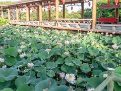 -广州莲花山旅游区