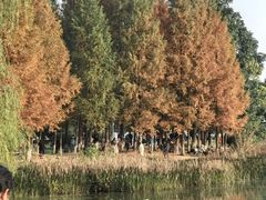 -白鹭湾湿地公园