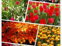 -洛阳郁金香牡丹园