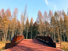 -黄海国家森林公园