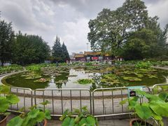 -莲花池公园