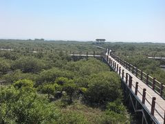 -北海金海湾红树林生态旅游区