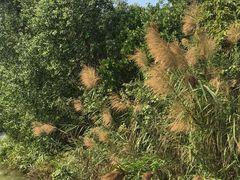 -大湾区中央湿地公园