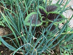 -岣嵝峰国家森林公园