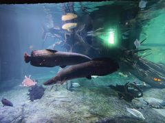 -华夏文旅海洋公园