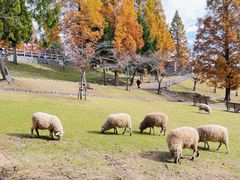 -神户市立六甲山牧场