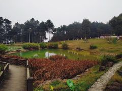 -铁山坪森林公园