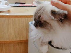 -猫和宫(六道口店)