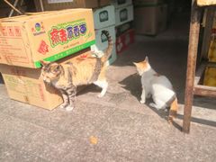 -细村农贸综合市场