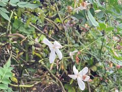 -瑞丰园庭院餐厅·白族传统家常菜