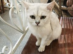 -共舞时光猫咖·狗咖(新街口店)