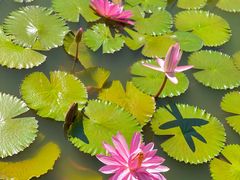 -国家植物园南园