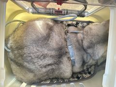 -美联众合动物医院·24h转诊中心