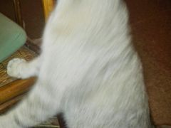 -猫色咖啡·猫咖