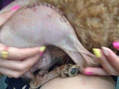 -伟伟宠物医院·CT影像中心·瑞派犬猫综合性门诊(汉口总院)