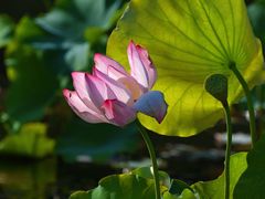 -昆山城市生态森林公园