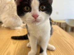 -有喵·猫咖·狗咖·30几只猫10只小狗(岗厦店)
