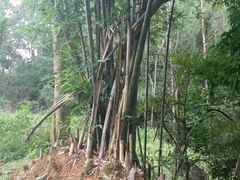 -火炉山森林公园