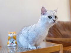 -佐罗家宠物馆·猫文化馆(紫霞路店)