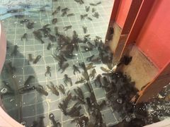 -虾胡闹龙虾馆(湄南河店)