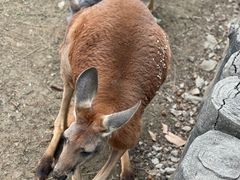 -常州淹城野生动物世界