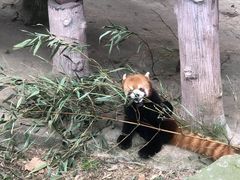 -都江堰中华大熊猫苑
