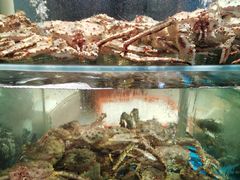 -1718海鲜姿造(苏宁宴请臻选店)