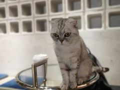 -浣熊柯尔鸭土拨鼠·电玩咖