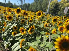 -长白岛森林公园