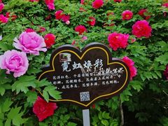 -洛阳市隋唐城遗址植物园