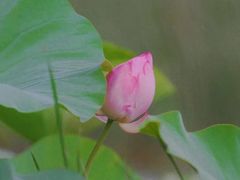 -丁香湖公园