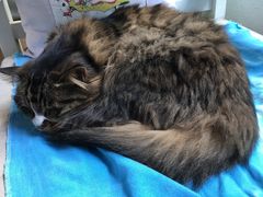 -Anne猫窝咖啡屋