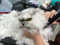 -PETKIT 小佩宠物·低压洗护·美容·寄养(安远店)