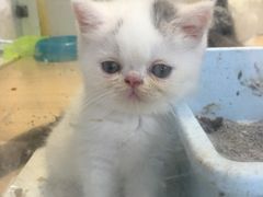 -宠伴小精灵宠物店(鼓楼店)